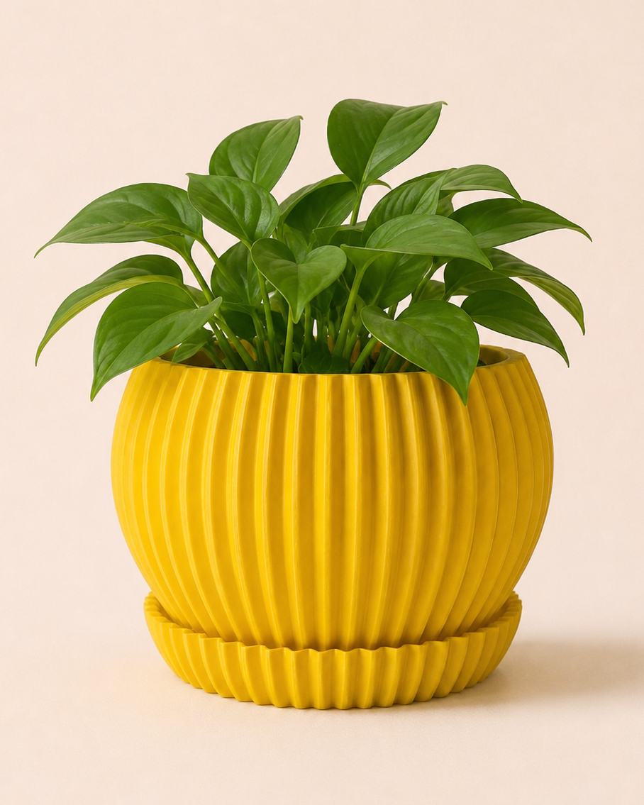 Ribbed Planter